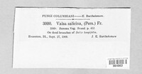 Valsa salicina image